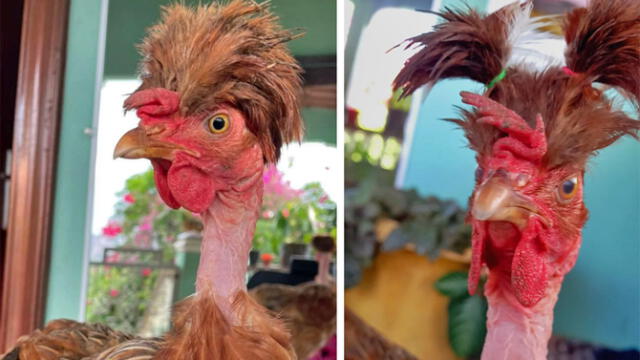 TikTok viral: joven hace divertidos peinados a su gallina y se vuelve  'famosa' en TikTok | Tendencias | La República