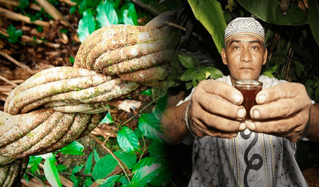 Ayahuasca: ¿en qué consiste este ritual y por qué es tan famoso? | Will