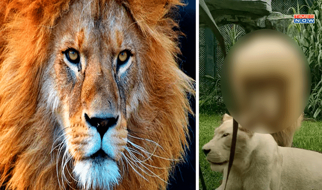 YouTube viral: Nuevo corte de melena de un león impacta a los visitantes de  un zoológico en China | redes sociales | animales | Tendencias | La  República