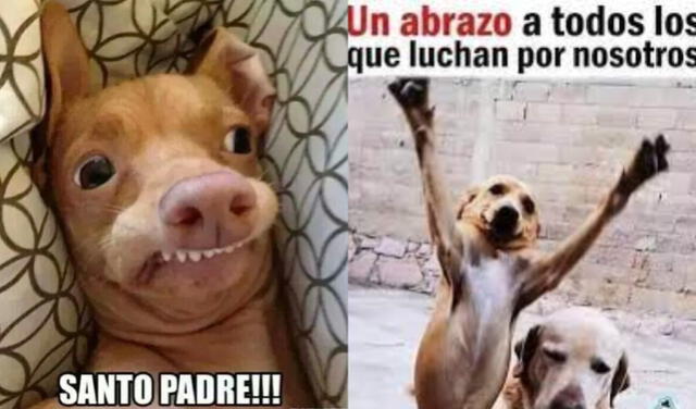 Día del Padre: perros con frases bonitas para los papás perrunos | fotos |  imagen dia del padre 2022 | como saludar por el dia del padre | Respuestas  | La República