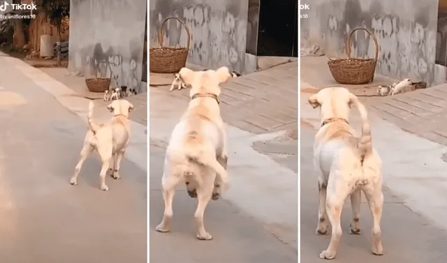 TikTok viral: Perrita regaña a sus crías por salirse de casa y con un  imponente ladrido los hace retornar | redes sociales | Animales | Mascotas  | Video | Video viral | La República