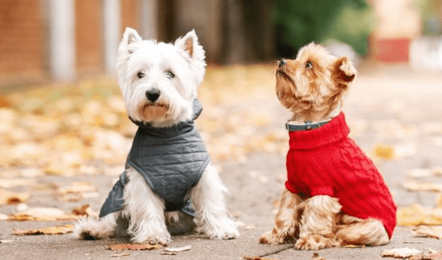 Los perros necesitan ropa invierno? | mascotas | veterinaria | curiosidades | Mascotas | La República