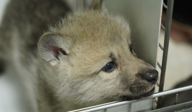 Nace el primer lobo ártico clonado en el mundo tras ser gestado por un perro  beagle | Ciencia | La República