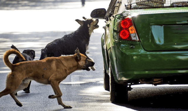 Por que los perros ladran a los carros? Conoce la verdadera razón |  Vehículos | Coches | Mascotas | La República