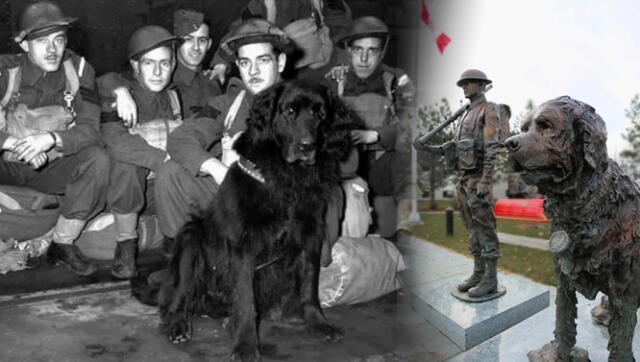 Sargento Gander: ¿cuál es la historia del perro que dio su vida para salvar  a su batallón durante la Segunda Guerra Mundial? | perros héroes |EVAT |  Historia | La República