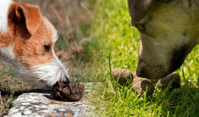 rifle Hola malla Por qué los perros comen heces?: conoce qué es la coprofagia y cómo  evitarlo | Mascotas | La República