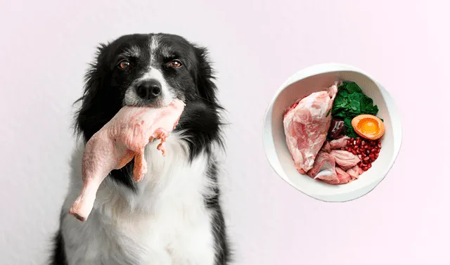 Suri Suavemente Puntualidad Qué es la dieta BARF para perros y por qué recomienda dar carne cruda en  lugar de croquetas? | animales | gatos | pros y contras de la dieta BARF  EVAT | Mascotas | La República
