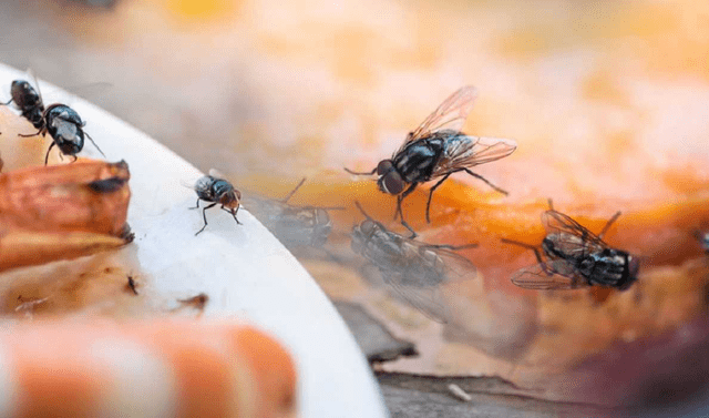 Eliminar moscas de manera efectiva y sin esfuerzo ¿Cómo hacerlo? — Grupo Casa Lima