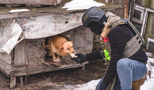  Un perro prueba un bocado luego de sobrevivir entre los escombros de su vivienda abandonada. Soportó el gélido invierno y el diario bombardeo. Foto: AFP    
