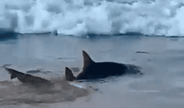  Tiburones fueron vistos cerca de la orilla de la playa brasileña, donde decenas de bañistas disfrutaban del mar. Foto: difusión   