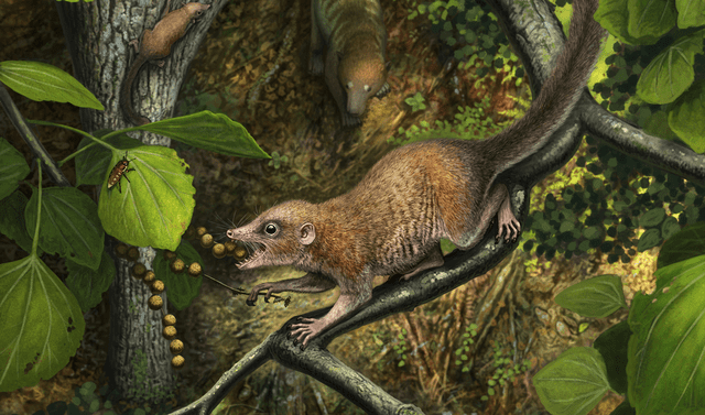  Ilustración del Purgatorius, el primate más antiguo encontrado hasta la fecha. Foto: Andrey Atuchin   