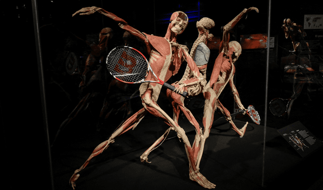  Los cadáveres son fijados haciendo deporte para explicar el funcionamiento de la anatomía humana. Foto: AFP   