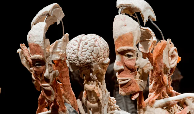  Los cuerpos plastinados también son cortados para revelar órganos y otras estructuras. Foto: AFP   