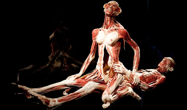  Body Worlds busca educar sobre anatomía a futuros médicos y personas interesadas. Foto: AFP   