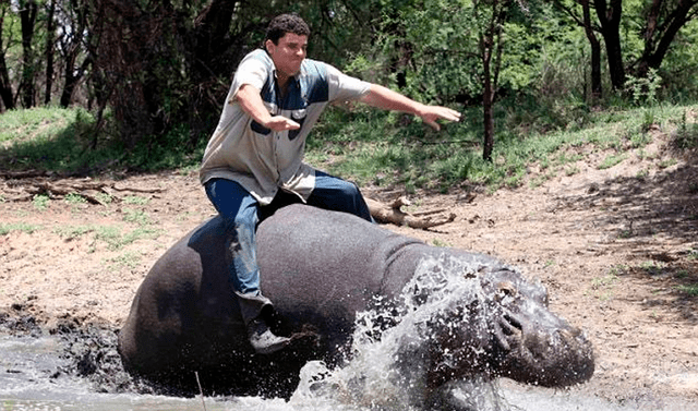  Un hipopótamo adulto puede pesar hasta tres toneladas y media. Foto: El Tiempo   