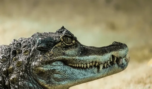 Hombre se salva de ataque de cocodrilo clavando sus dedos en los ojos del  animal | Viral | Australia | Mundo | La República
