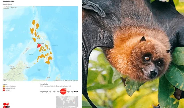  El zorro volador filipino no es un animal carnívoro, ya que se alimenta de higos, frutas y néctar. Foto: composición LR/El Español    