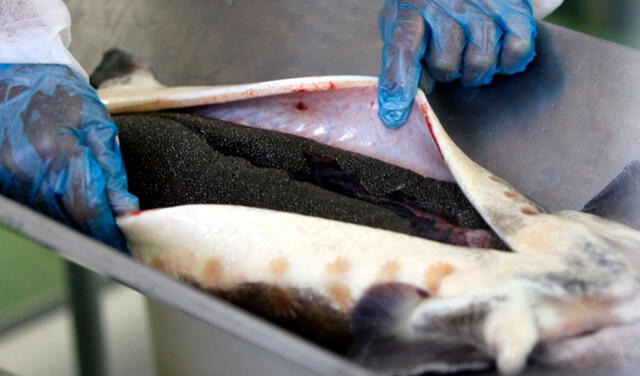  El caviar es el nombre que reciben las huevas de esturión hembra una vez preparadas y conservadas para su consumo. Foto: captura de YouTube    