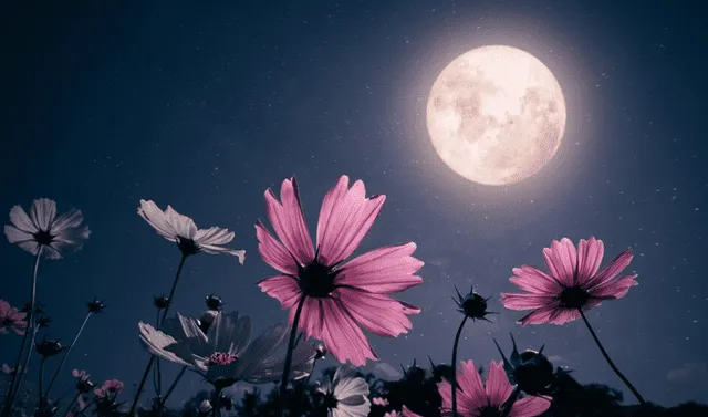 La luna de flores coincide con la plenitud de la&nbsp;primaveraen el hemisferio norte. Foto: Earth.com   
