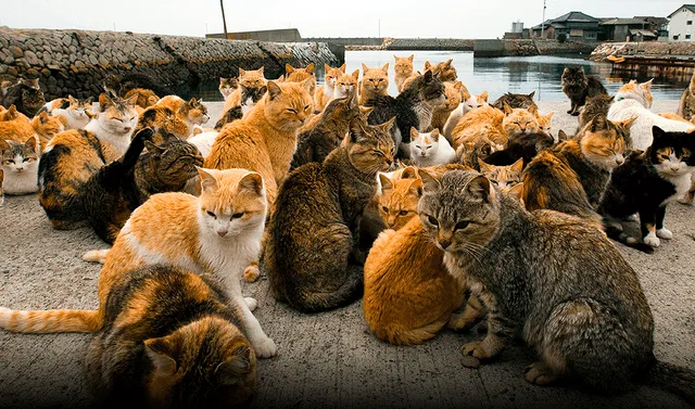 La isla de Aoshima en Japón es el lugar ideal para los amantes de los gatos. Foto: Best Way Perú  