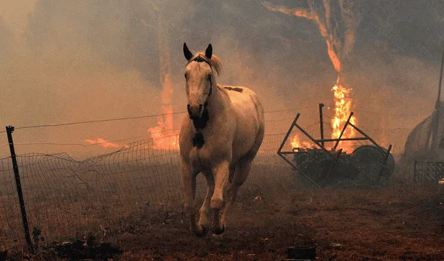  Sin humanos que apaguen incendios forestales, muchos animales estarían en riesgo de morir. Foto: AFP 