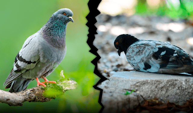 Existe la creencia de que ciertas aves mueren de tristeza tras la muerte de su pareja. Foto: composición LR   