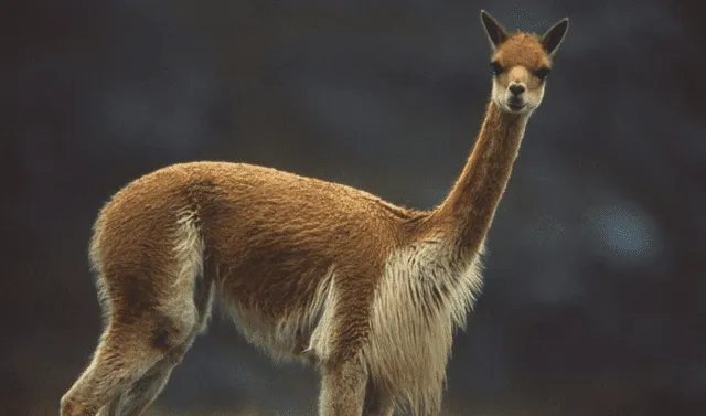 vicuña, escudo de Perú