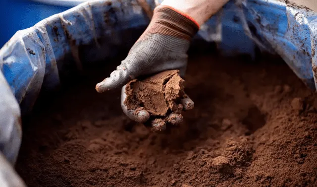  La industria del café genera 60 millones de toneladas de posos de café al año. Foto: AFP   