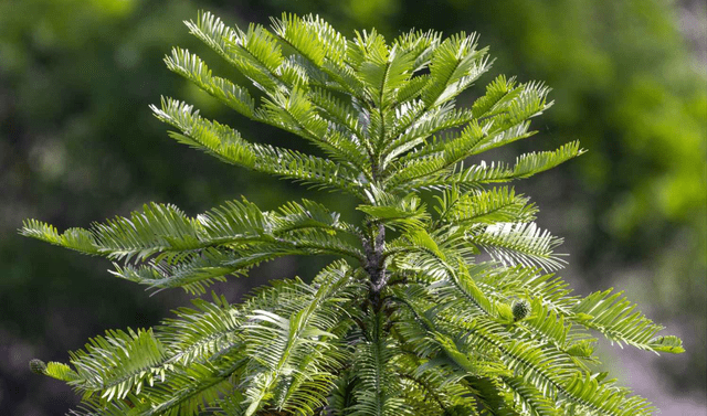  El pino de Wollemi, conocido por su nombre científico Wollemia nobilis. Foto: Better Homes and Gardens   