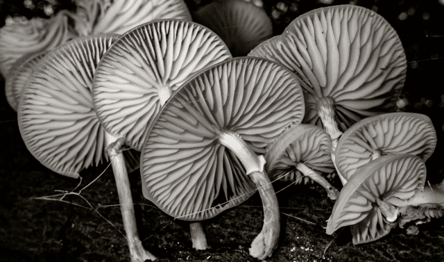  Los hongos Mycenas suelen ser extremadamente pequeños y sus tallos son muy frágiles. Foto: Kevin Grieve   