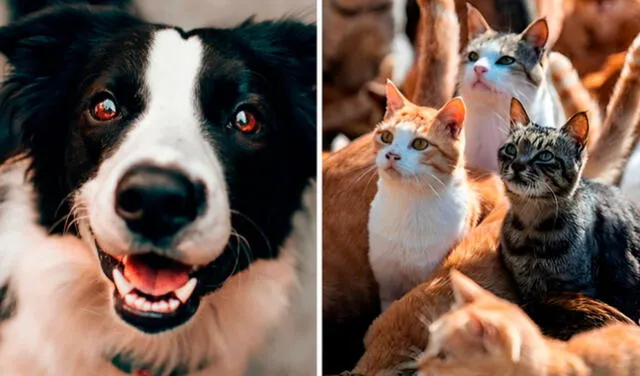  Perros y gatos sin hogar buscan una familia. Foto: composición La República/Pexels/TN 