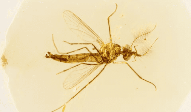  Los mosquitos machos fosilizados se encontraron en un yacimiento de ámbar en Líbano. Foto: Dany Azar   