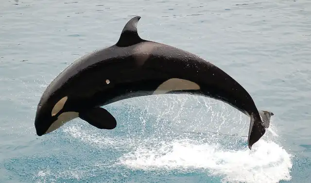 Las orcas tienen una esperanza de vida de 50 a 90 años. Foto: Mlewan Las orcas tienen una esperanza de vida de 50 a 90 años. Foto: Mlewan
