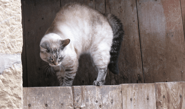 Un rasgo para identificar si un gato está asustado es que su pelaje se eriza. Foto: Flickr   