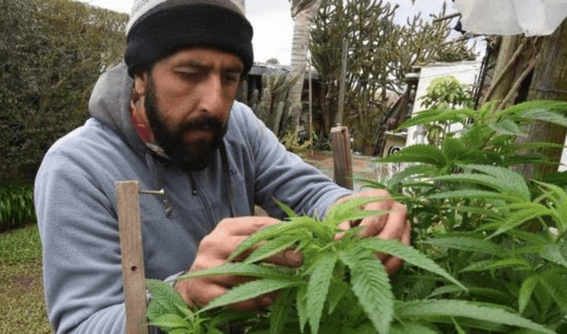 En Uruguay, se considera como cantidad destinada al uso personal hasta 40 gramos de marihuana. Foto: AFP   