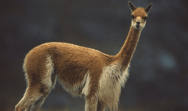 La vicuña estuvo en peligro de extinción en el siglo pasado. Foto: Andina   