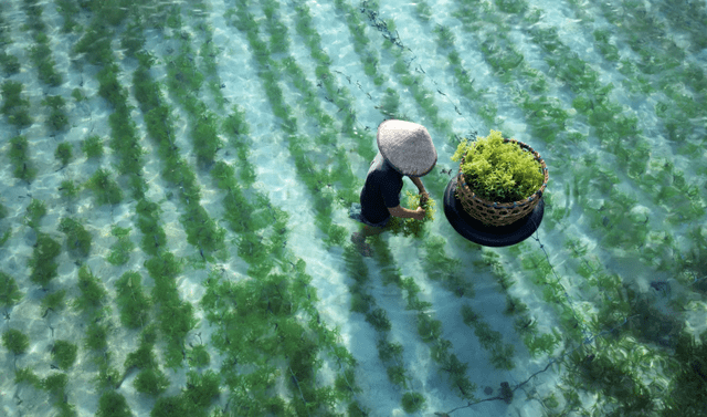  A raíz de este estudio, los científicos proponen que debería incrementarse el cultivo de algas. Foto: Food Unfolded 