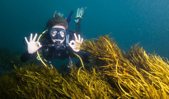  Las algas marinas podrían sobrevivir a una catástrofe global como un impacto de un asteroide o la erupción de un volcán. Foto: Flinders University   