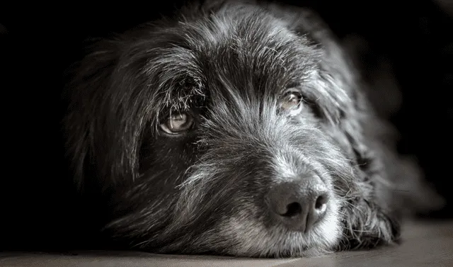Los perros suelen recordar a sus dueños a pesar de permanecer años separados. Foto: Flickr