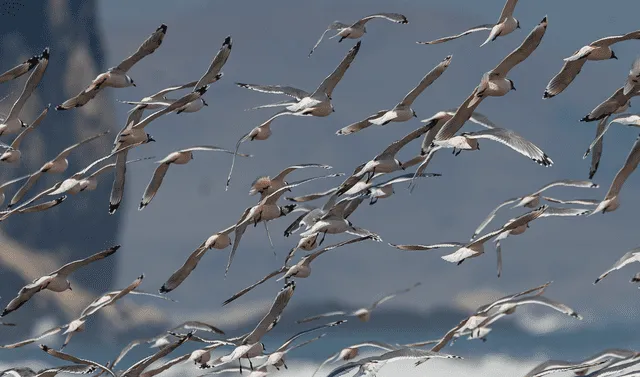Las aves migran por escasez de alimento durante el invierno. Foto: David Montes-Iturrizaga    