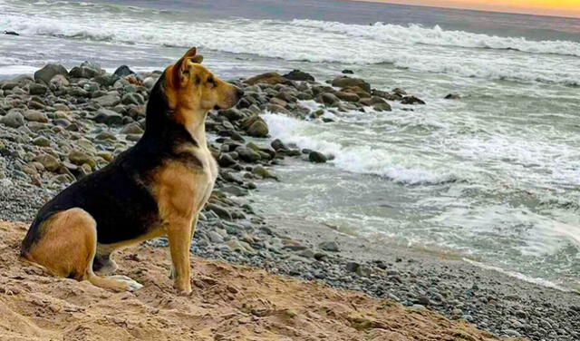  Vaguito espera cada día frente al mar en espera de su antiguo dueño. Foto: Radio Dos Corrientes   