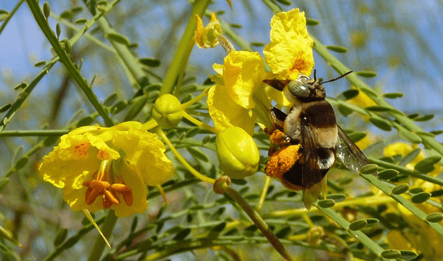 Las abejas Foto: Huarango Nature   