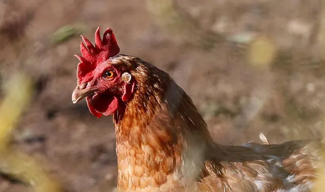 La vía de transmisión del virus de la gripe aviar a humanos es el contacto directo con aves infectadas. Foto: EFE.   