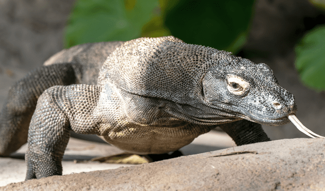  Además de sus dientes afilados, los dragones de Komodo tienen glándulas venenosas en su mandíbula inferior. Foto: Harry Rother / Flickr 