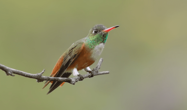 El colibrí de vientre rufo puede medir cerca de 11 centímetros de longitud. Foto: Carlos Calle / Perú Birds   