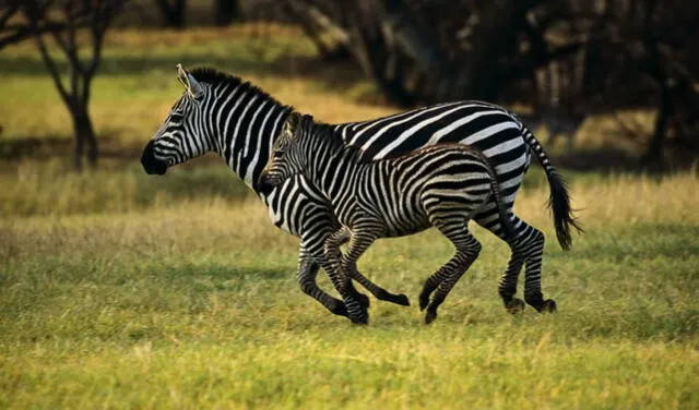  La cebra de Grevy&nbsp;se considera en peligro de extinción en la Lista Roja de Especies Amenazadas, ya que su población se ha reducido en un 54% en las últimas tres décadas, según la African Wildlife Foundation. Foto: Kyenna vH   