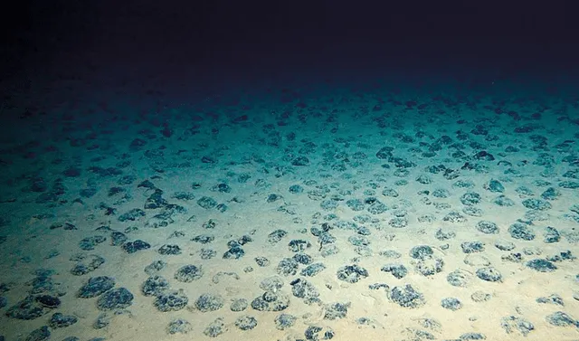  El metal más abundante en el fondo del mar es el&nbsp;manganeso, que se encuentra principalmente en forma de nódulos polimetálicos. Foto: Geomar   