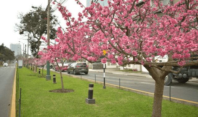 Peruanos esperan la primavera tras meses de frío. Foto: difusión   