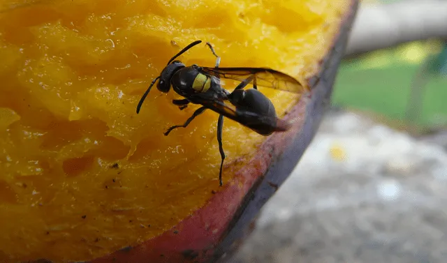 La avispa oriental incluye varias frutas en su dieta. Foto: Guillermo Vasquez / Flickr   