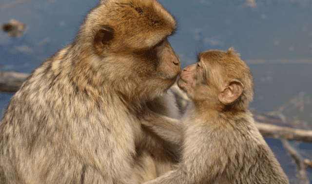 Se estima que, en algunas especies de primates, los besos son usados como una forma para aliviar tensiones. Foto: pxhere   